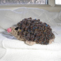 Hedgehog by Carol Meldrum